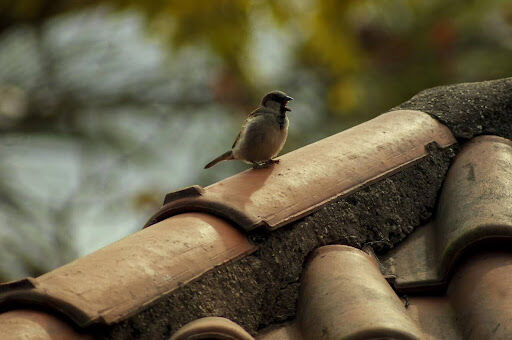 Find the Optimal Roofing Solution for Your Needs With These Tips